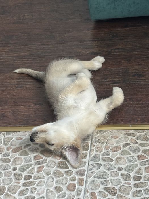 Щенок Бонни в добрые руки