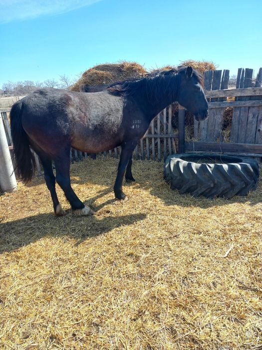 Продам кобылу жерёбую
