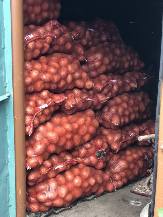 Картофель крупный