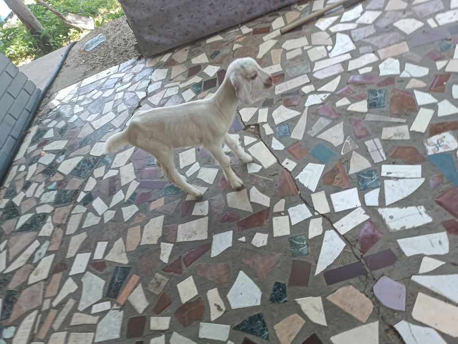 Продам нуби ургашы лактар еркек лак бар