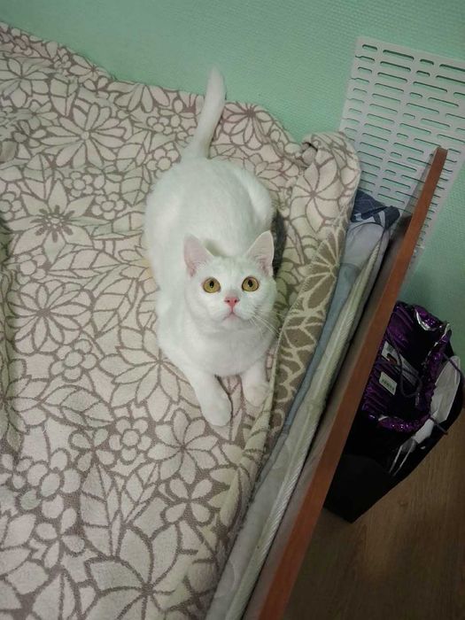 Кошечка ищет новый дом