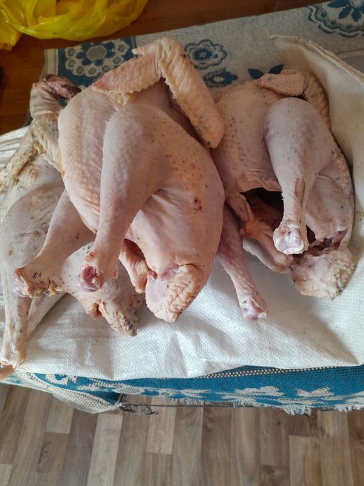 Түйетауық, цесарка, үйрек еті сатылады