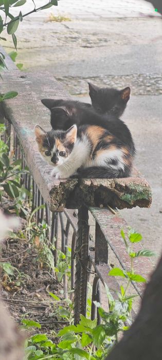 Котенца търсят дом Варна