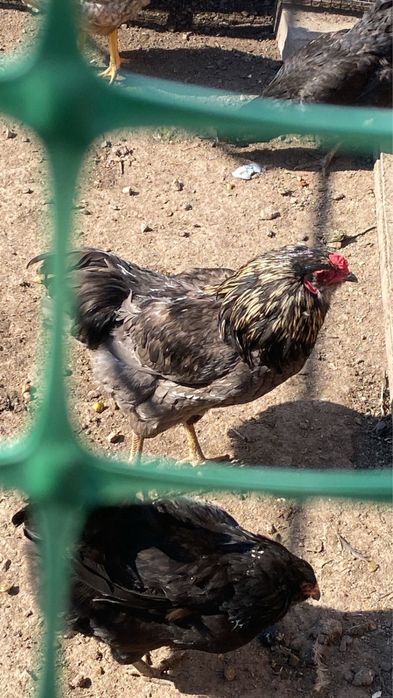 Продам петухов  породистые