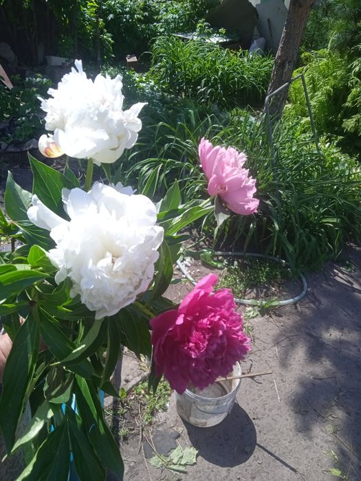 Продам деленки пионов
