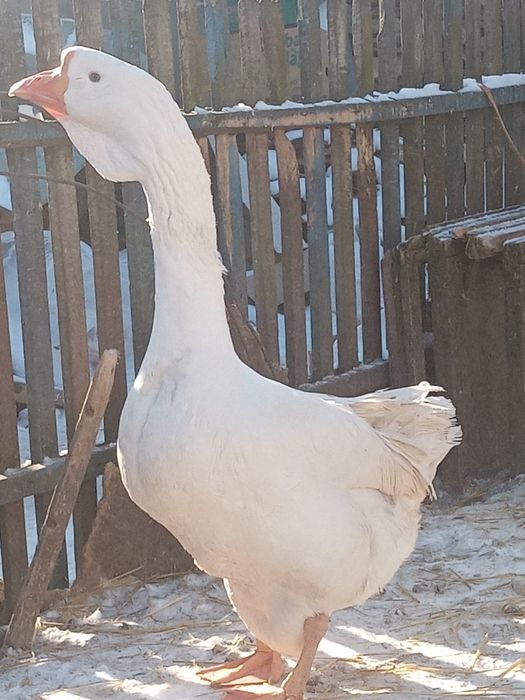 Продам гусей порода Линда