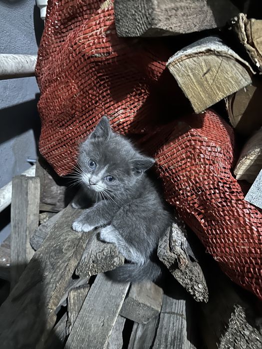 Котята крысоловы