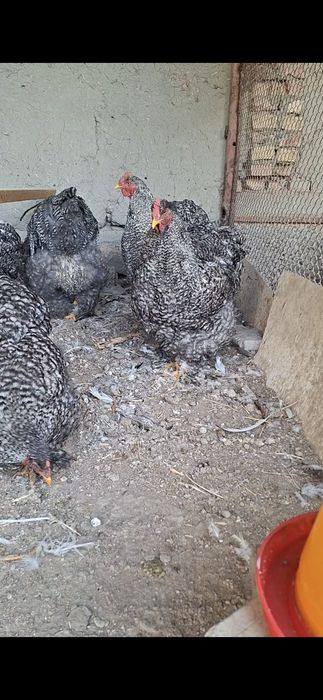 Кукушка кохинхин петух  гигант продаётся