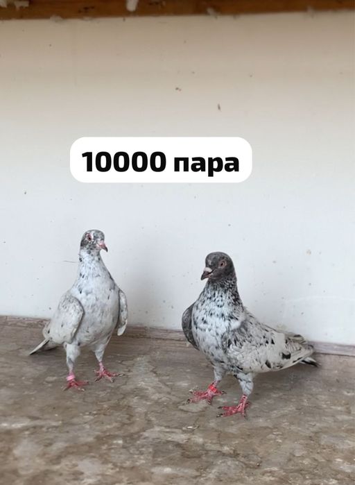 Голуби челкари мраморный