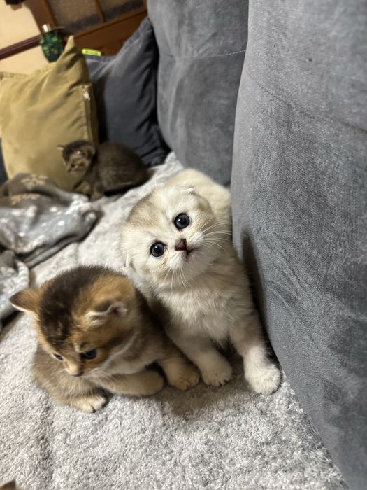 Продаются котята шиншиллы