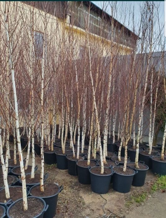 Mesteacăn mutitulpinar cu coaja alba decorativ,  Pret minim garantat