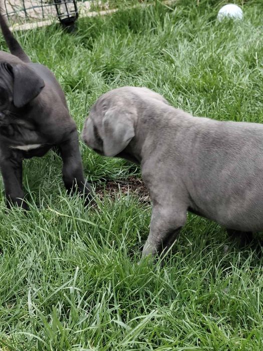 Бебета Кане Корсо