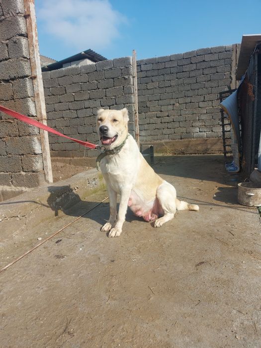 Алабай, САО, Собака