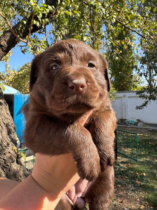 Продажа щенков лабрадора