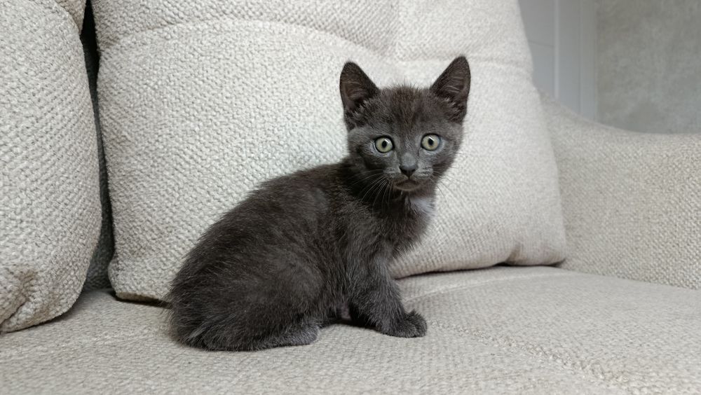 Кошечка Эльза ждёт Вас
