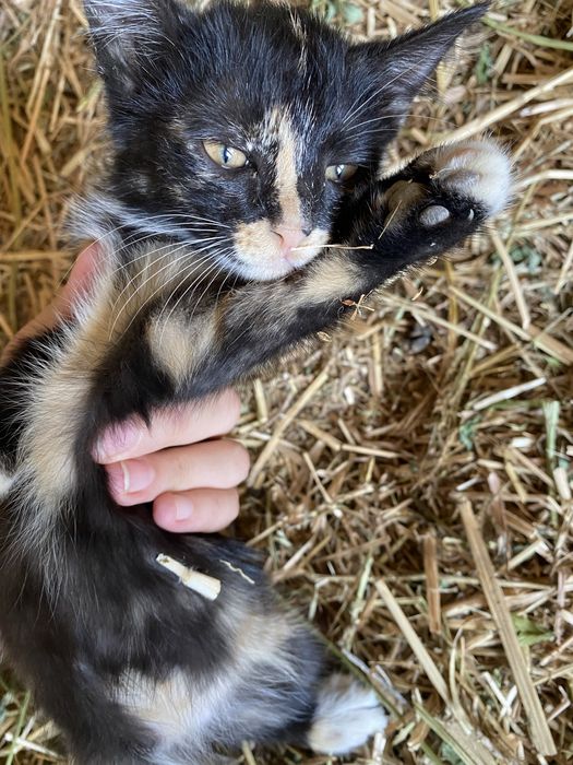 мушукча кизча 2 ойлик