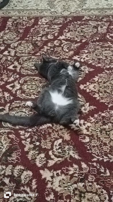 Котёнок мальчик 3 месяцев