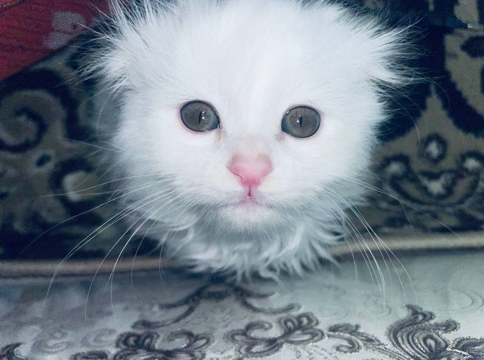 Latok qiladi korin yiydi 3 oylik