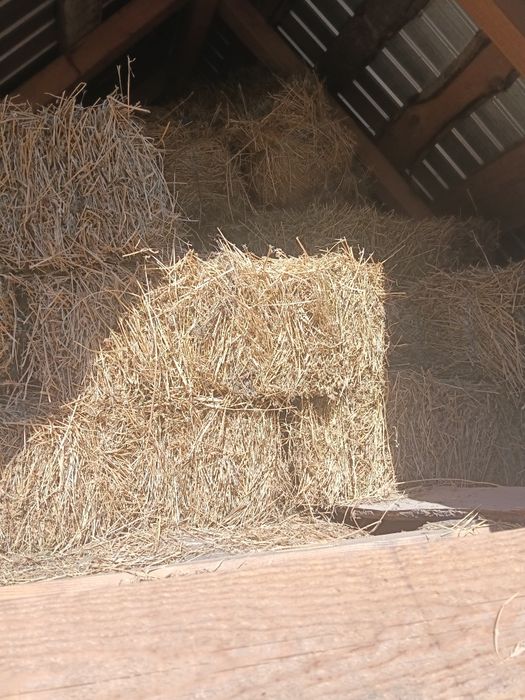 Baloți deucernă și lucernă urcată