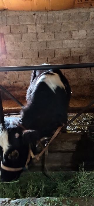 Бычок 10 айлық зор