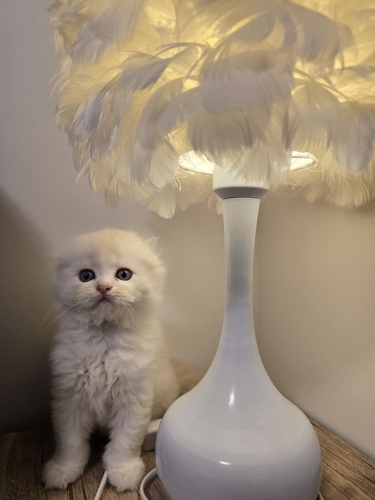 Котята Скоттиш страйт