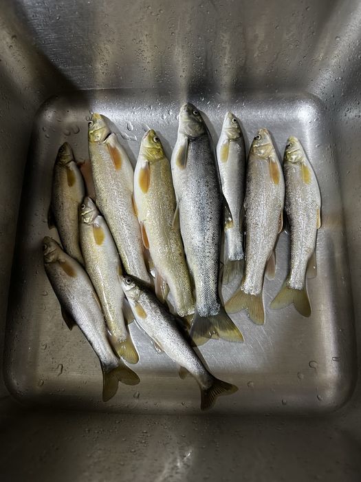Marinka baliq sotiladi, yovoiy svejiy. Продаю маринок, дикие свежие