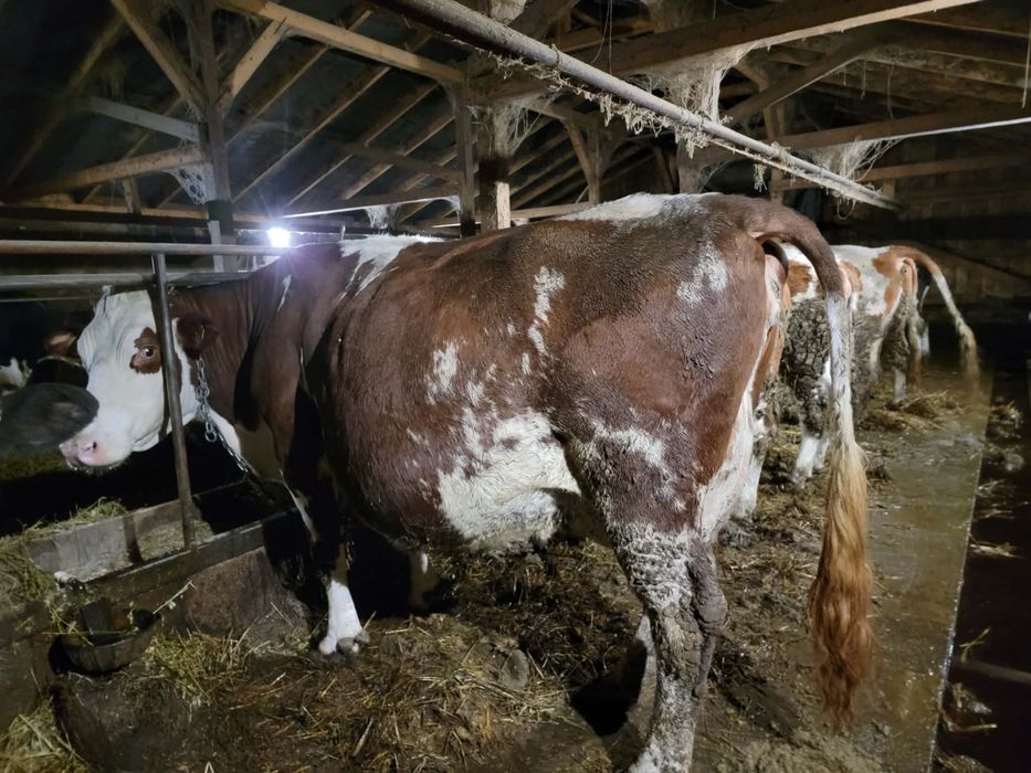 De vanzare vaci de lapte zece capete