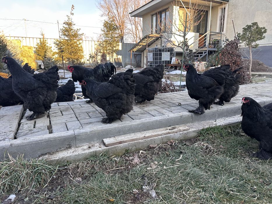 Куры брама черная