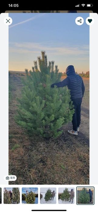 Сосна отборная новогодняя