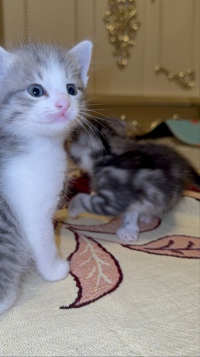 Британский мысықтар сатылымда