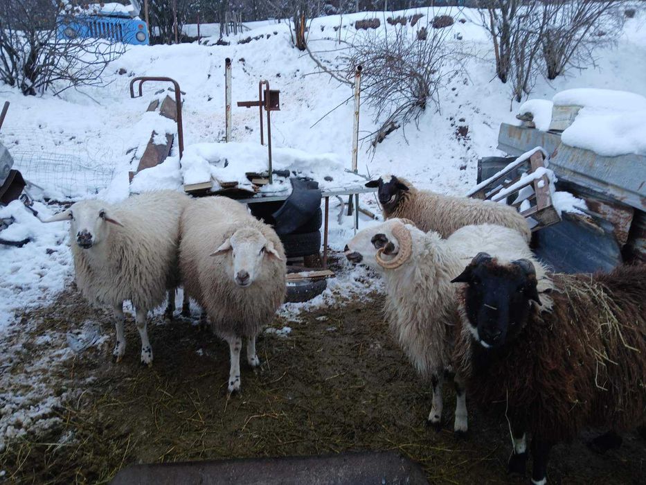 Продавам добре отгледани овце