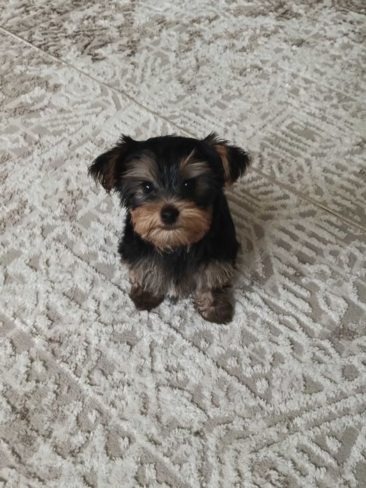 Продается очаровательный мальчик