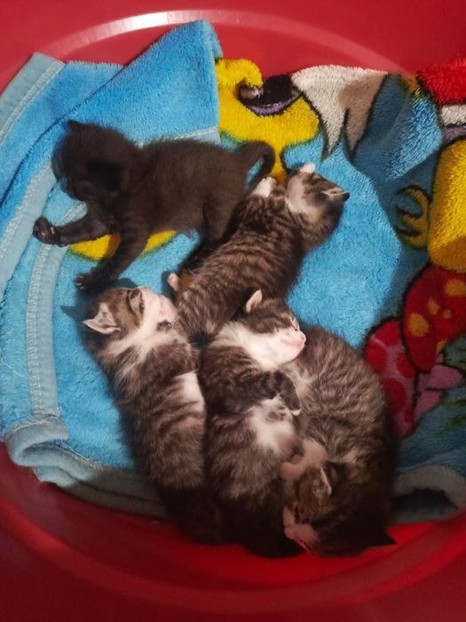 Отдаю котят в добрые руки