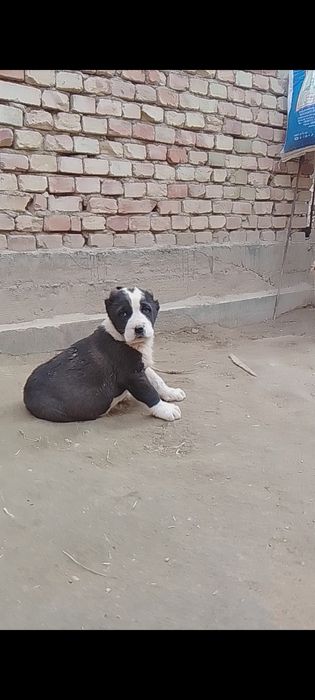 Алабайлар сотилади