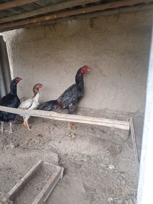 Dakanlar sotiladi. Korea, Yapon, Vetnam zotlari bor.