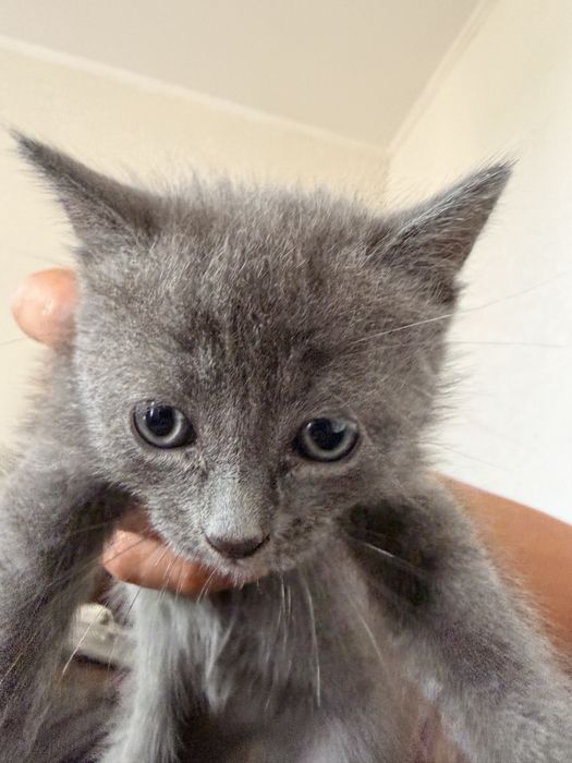 Отдам в добрые руки котят