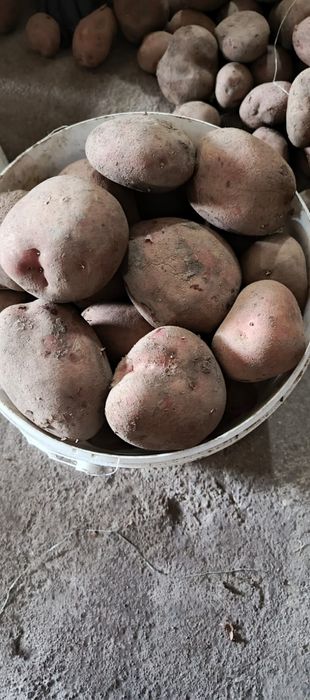 Продаю картошку домашнюю, отборную
