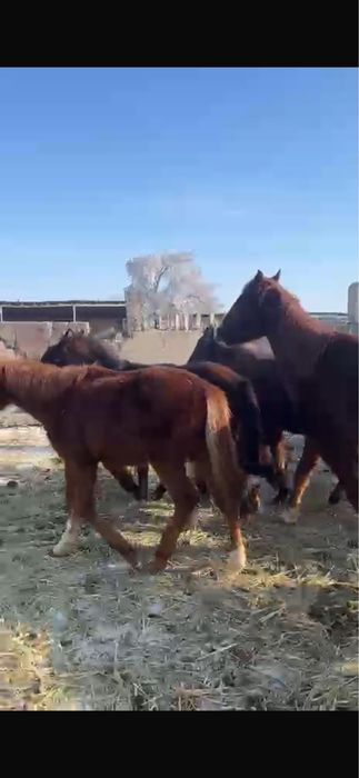 Ургашы еркек тайлар сатылады