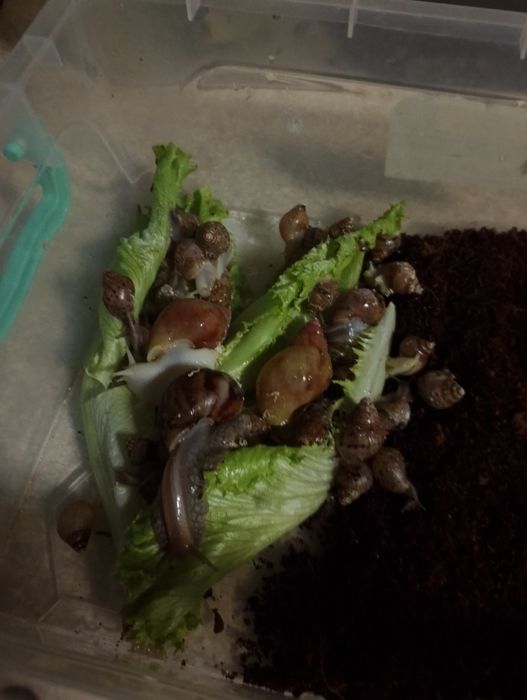 Ulitka sotiladi hammasi birga