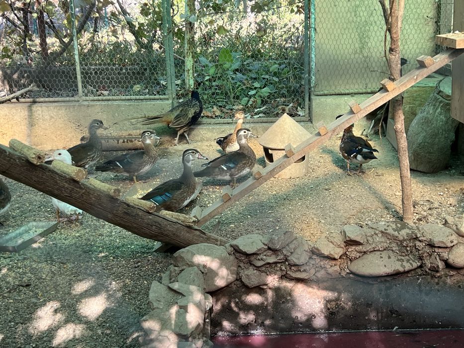 Vand rate mandarine si Caroline