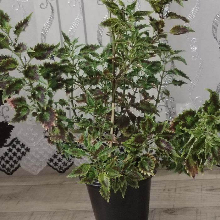 Продам цветы колеус!