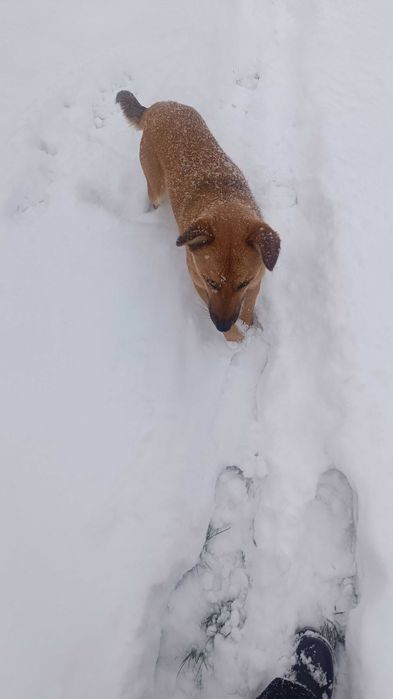 Найдена собачка девочка. Видно потеряшка