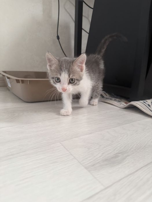 СРОЧНО Отдам котенка(мальчик) в добрые руки