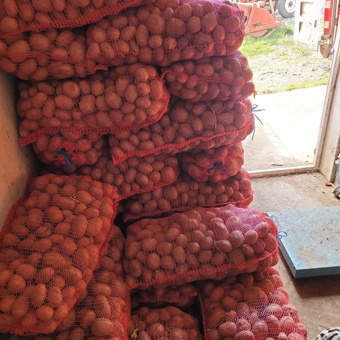 Vând cartofi consum