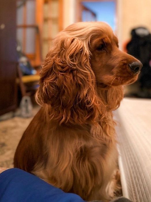 Английский Кокер Спаниель