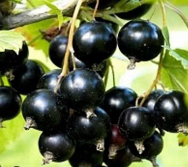 Продам дачу сад Здоровье