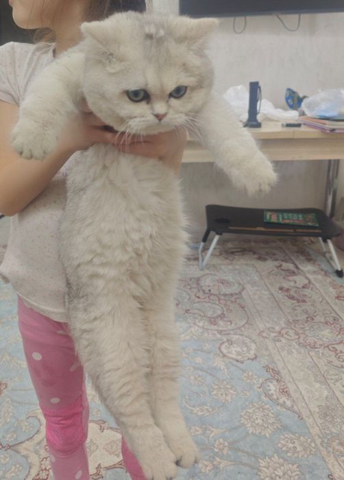 ,Манчкин котята  мальчик и девочка