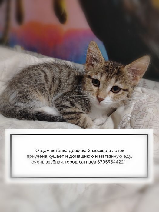 Отдам котят  в добрые руки
