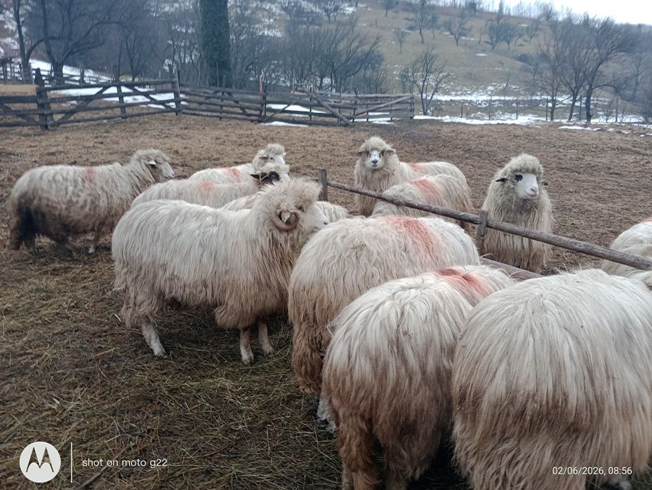 Șapte oi de vânzare și un berbec