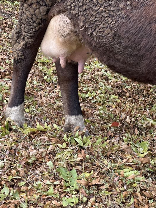 De vanzare vaca cu vitel in varsta de 7 ani